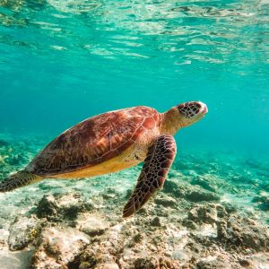 Bali Intro – 9 Days / 8 Nights